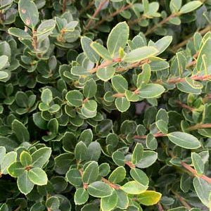Ilex crenata helleri - Heller Japanese Holly