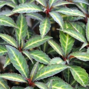 Impatiens omeiana- Mount Omei Busy Lizzie.