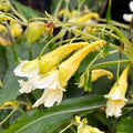 Impatiens omeiana- Mount Omei Busy Lizzie.