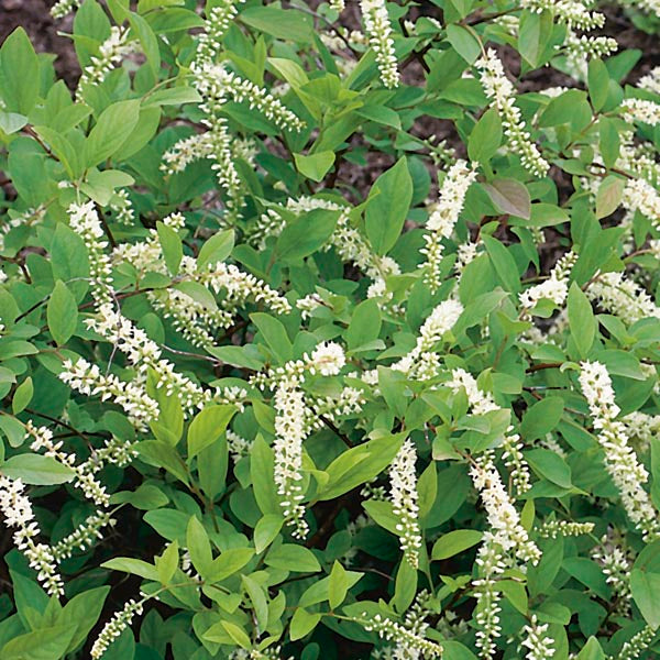 Itea virginica- Virginia Sweetspire