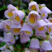 Jovellana violacea- Violet Teacup Flower