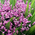 Ledebouria cooperii- 'Cooper's False Scilla'