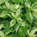 Leucosceptrum stellipilum -  'Mountain Madness'