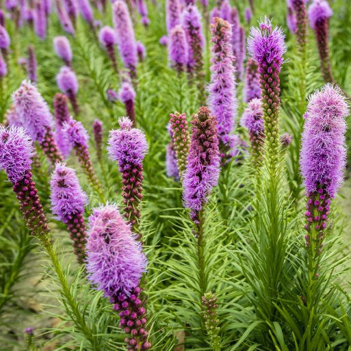 Liatris spicata 'Kobold'