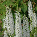 Liatris spicata 'Floristan White'