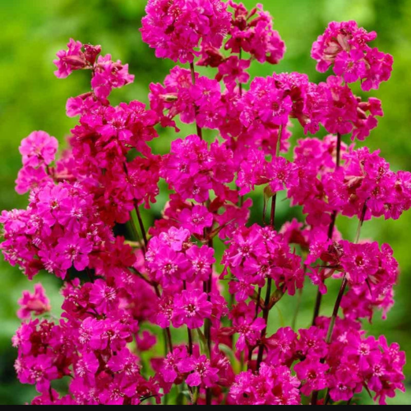Lychnis viscaria 'Splendens'