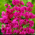 Lychnis viscaria 'Splendens'