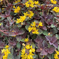 Lysimachia congestiflora -  'Persian Chocolate'