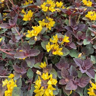 Lysimachia congestiflora -  'Persian Chocolate'