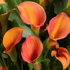 Zantedeschia hybrid- Mango Calla Lily