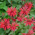Monarda didyma 'Gardenview Scarlet'