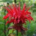 Monarda didyma 'Jacob Kline'