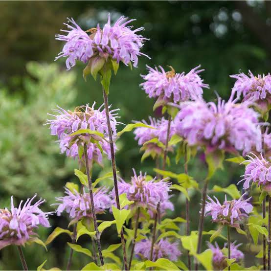 Monarda didyma -'Sahin's Lavender'