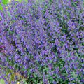 Nepeta 'Six Hills Giant' Catmint
