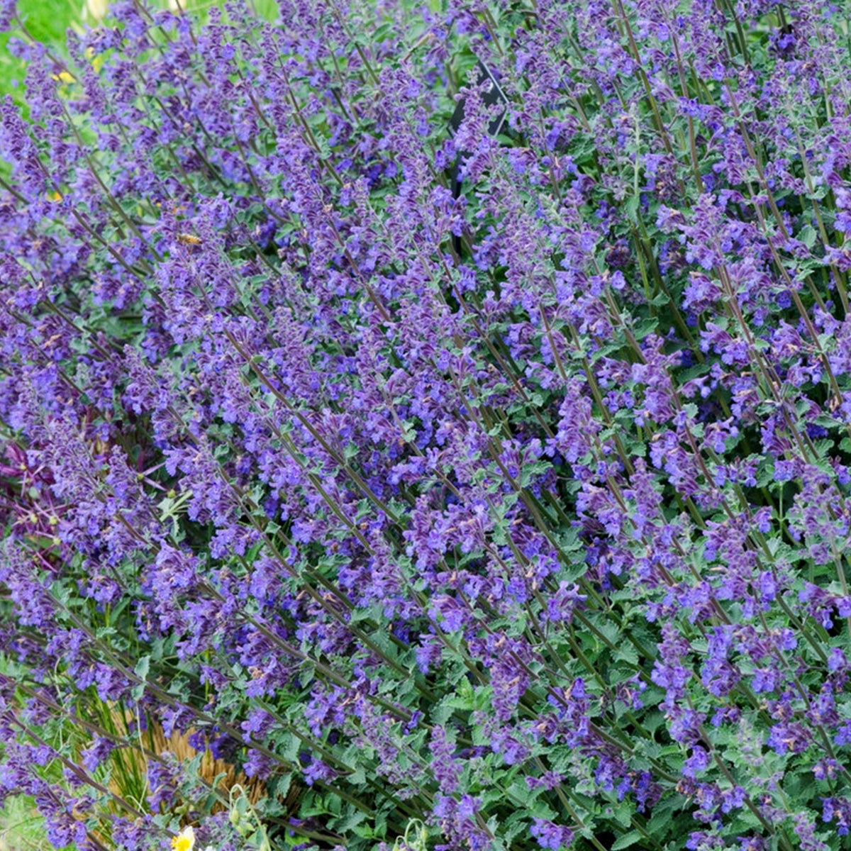 Nepeta 'Six Hills Giant' Catmint