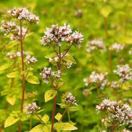 Origanum vulgare 'Aureum'