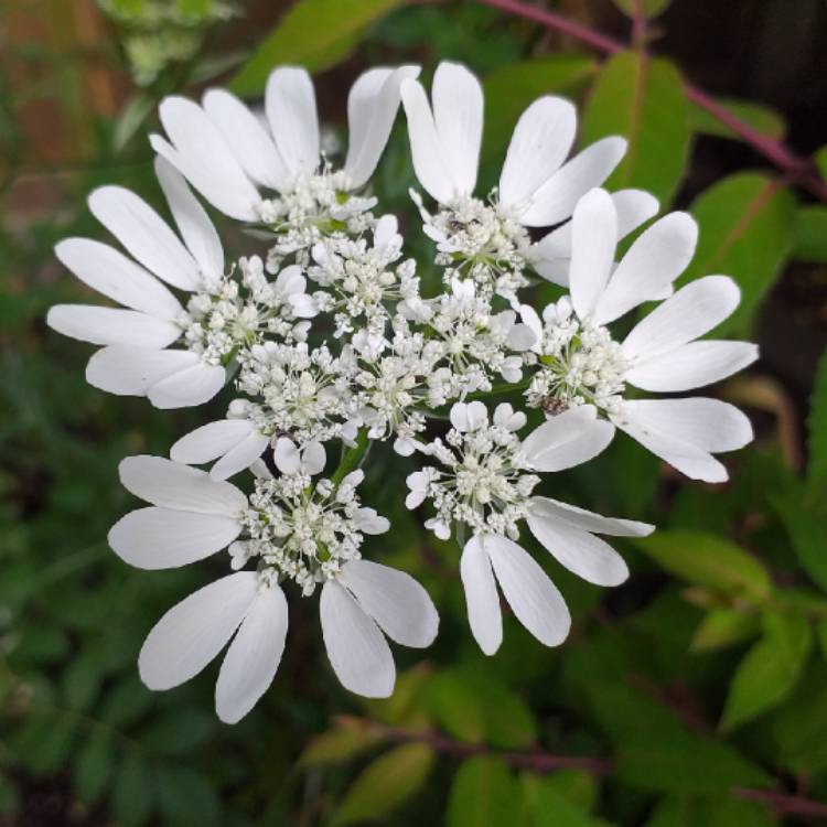 Orlaya grandiflora- White Lace Flower
