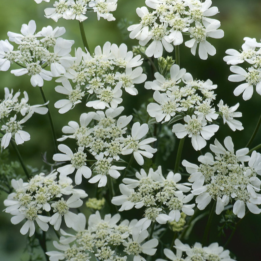 Orlaya grandiflora- White Lace Flower