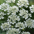 Orlaya grandiflora- White Lace Flower