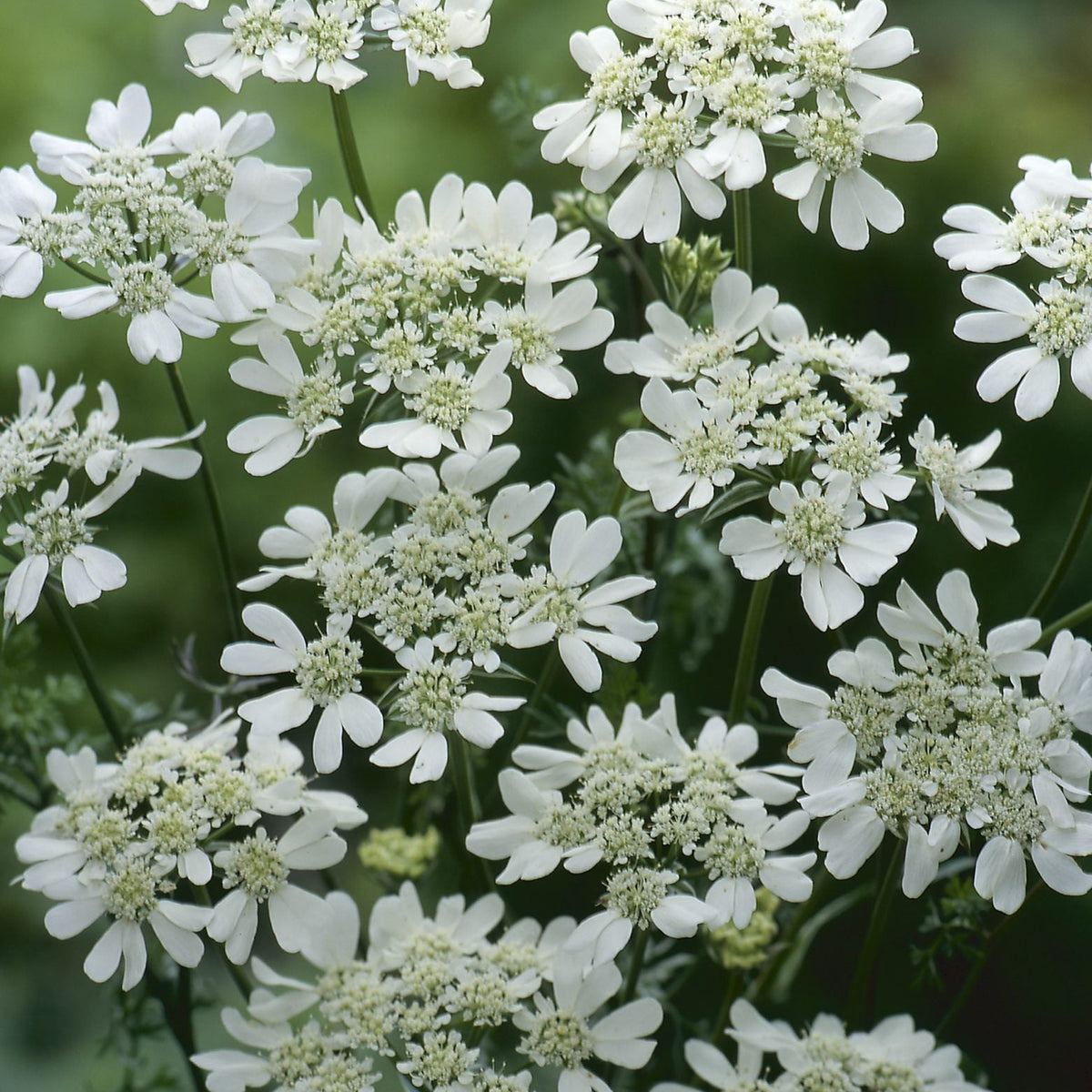 Orlaya grandiflora- White Lace Flower