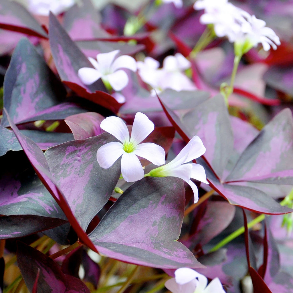 Oxalis triangularis - False Shamrock.