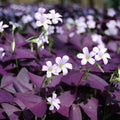 Oxalis triangularis - False Shamrock.