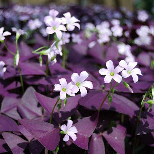 Oxalis triangularis - False Shamrock.