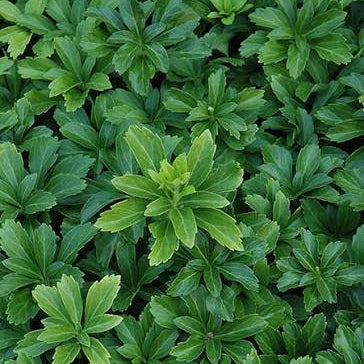 Pachysandra terminalis - Japanese Spurge