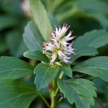 Pachysandra terminalis - Japanese Spurge
