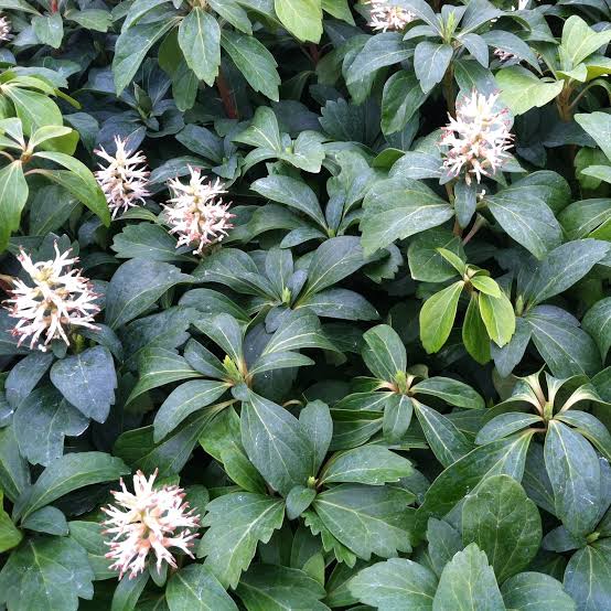 Pachysandra terminalis - Japanese Spurge