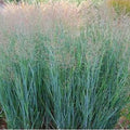 Panicum virgatum 'Heavy Metal' -Blue Switch Grass.