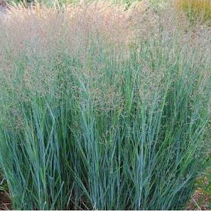 Panicum virgatum 'Heavy Metal' -Blue Switch Grass.