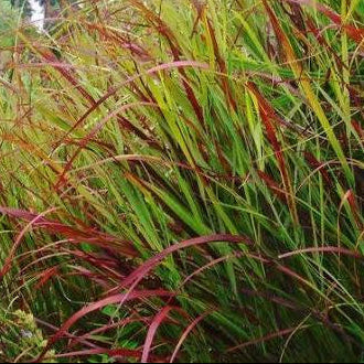 Panicum virgatum 'Rubrum' - Red Switch Grass