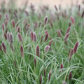 Pennisetum thunbergii 'Red Buttons'