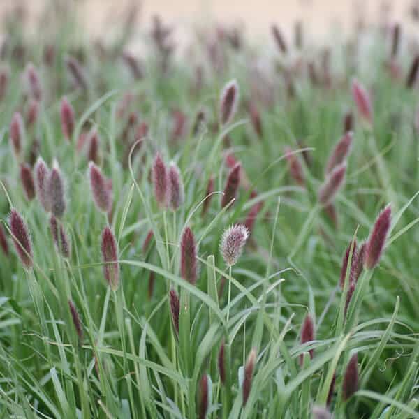 Pennisetum thunbergii 'Red Buttons'