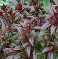 Penstemon digitalis 'Husker Red'
