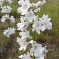 Penstemon tubaeflorus- Tube Beardtongue.