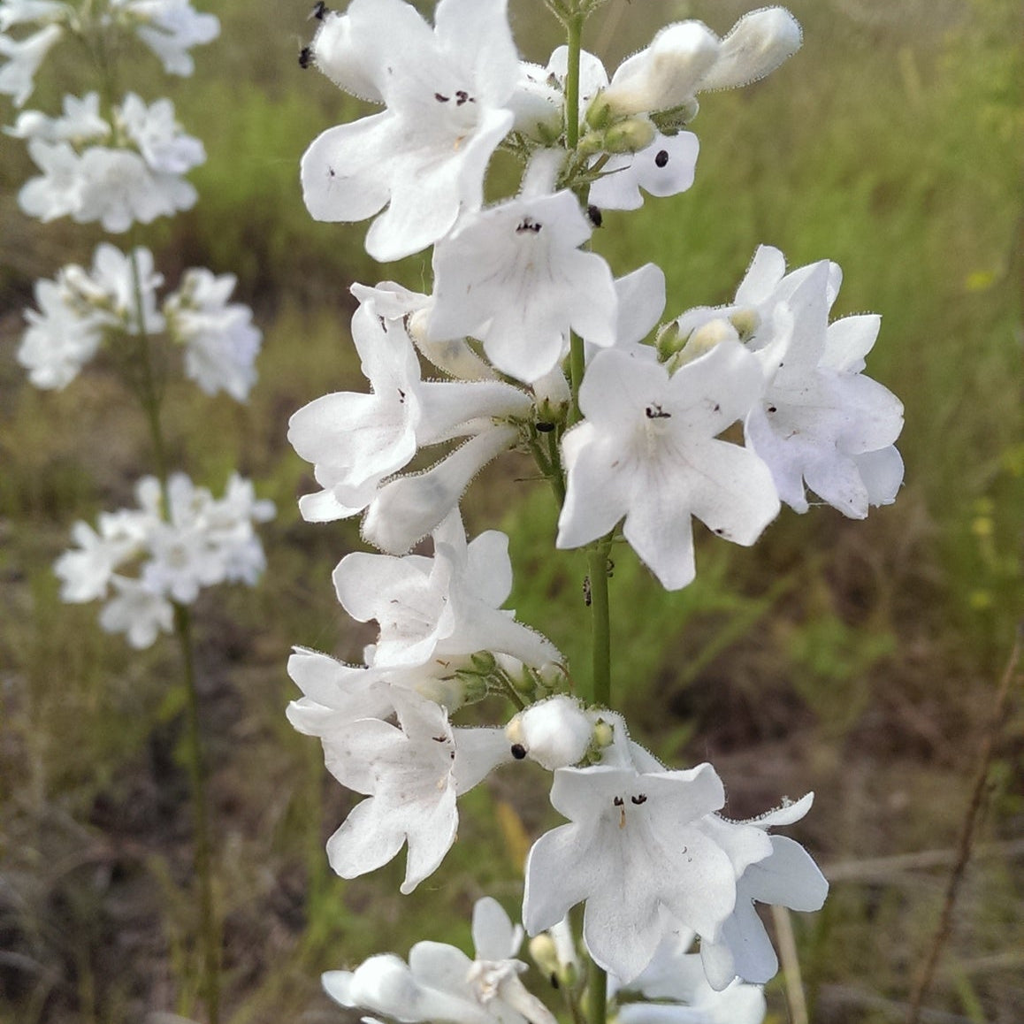Penstemon tubaeflorus- Tube Beardtongue.