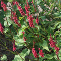 Persicaria amplexicaulis 'Taurus'