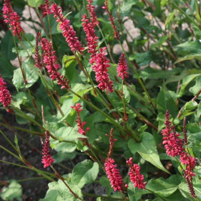 Persicaria amplexicaulis 'Taurus'