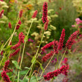 persicaria amplexicaulis 'Fats Domino'