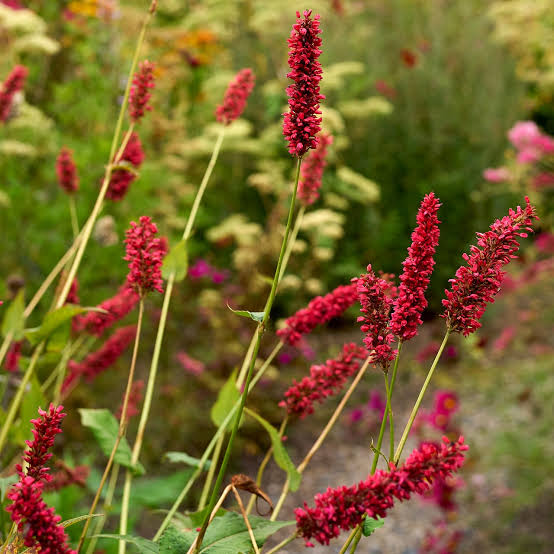 persicaria amplexicaulis 'Fats Domino'