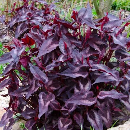 Persicaria microcephala 'Red Dragon'