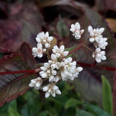 Persicaria microcephala 'Red Dragon'