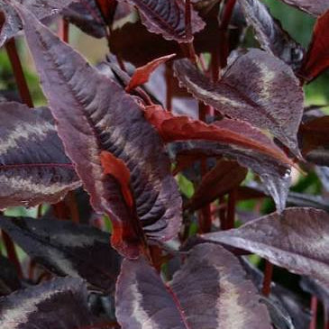 Persicaria microcephala 'Red Dragon'
