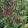 Persicaria amplexicaulis 'Summer Dance'