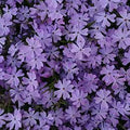Phlox subulata- Mauve 'Alpine Phlox'