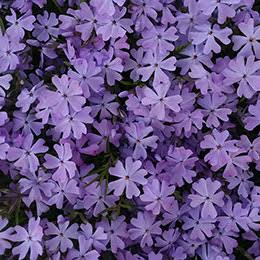 Phlox subulata- Mauve 'Alpine Phlox'