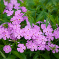 Phlox 'Minnie Pink'