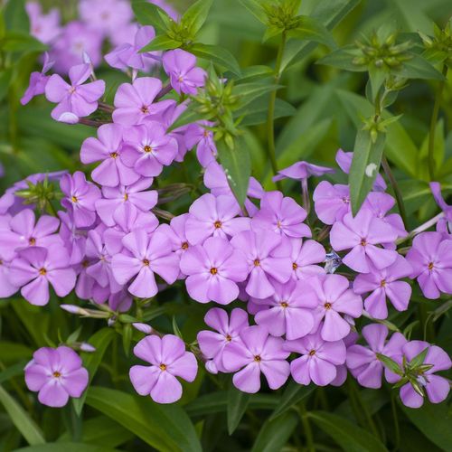 Phlox 'Minnie Pink'